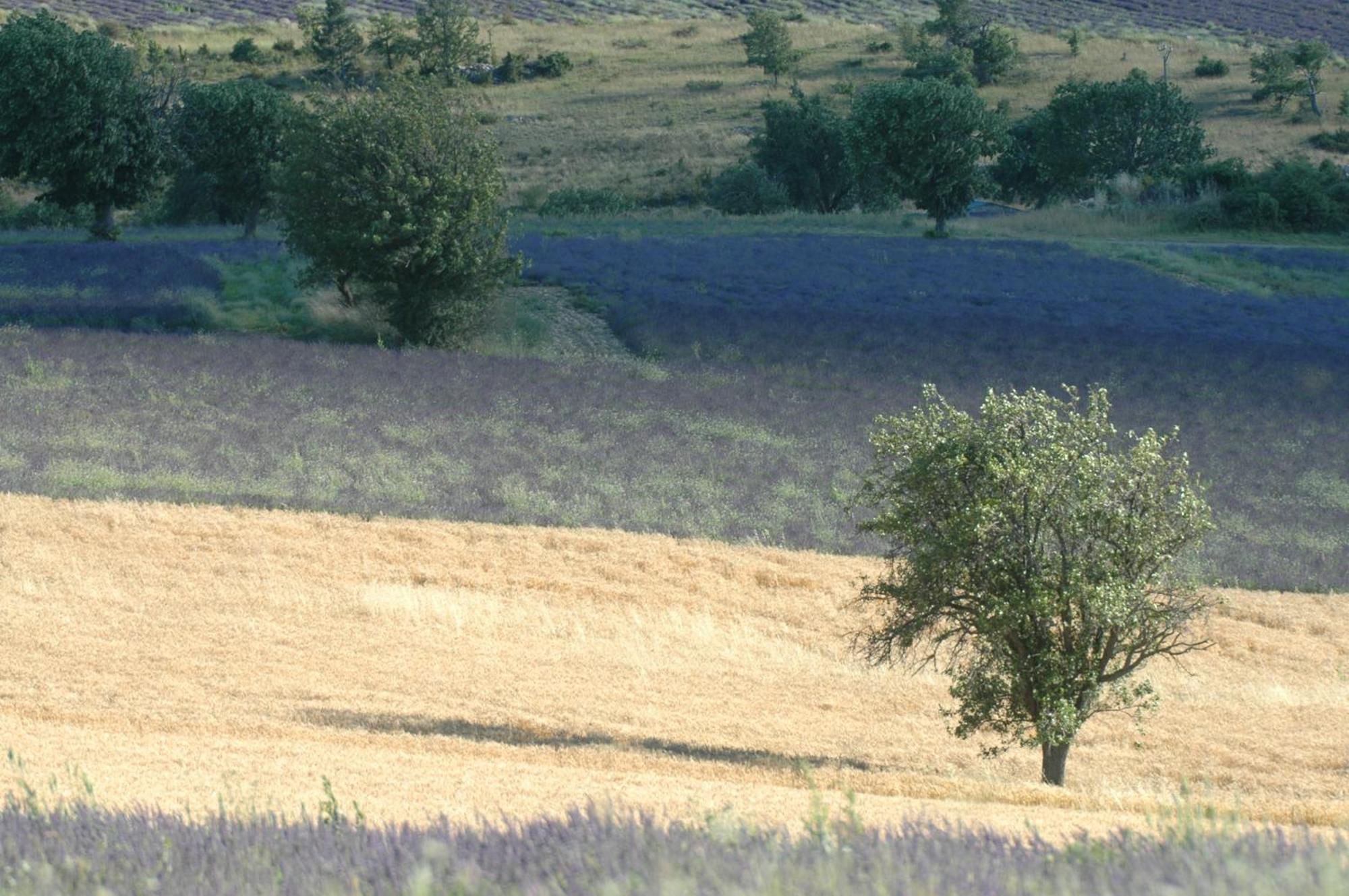 La Clavelière * Saint-Auban-sur-lʼOuvèze